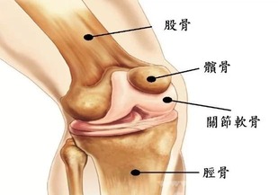 PBT膝關節